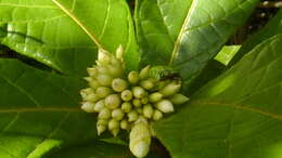 صورة Cordia pilosa M. Stapf & Taroda