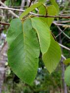 Image of Apeiba tibourbou Aubl.