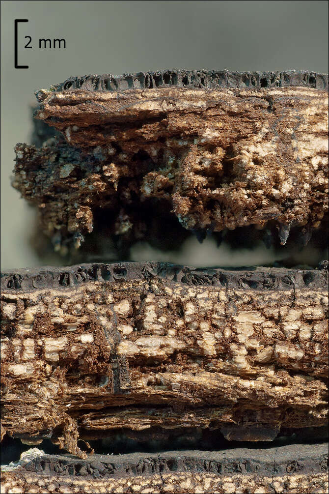 Image of Biscogniauxia