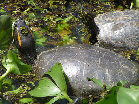 Image of MesoAmerican slider