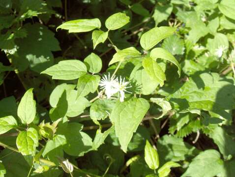 Image of king of the meadow