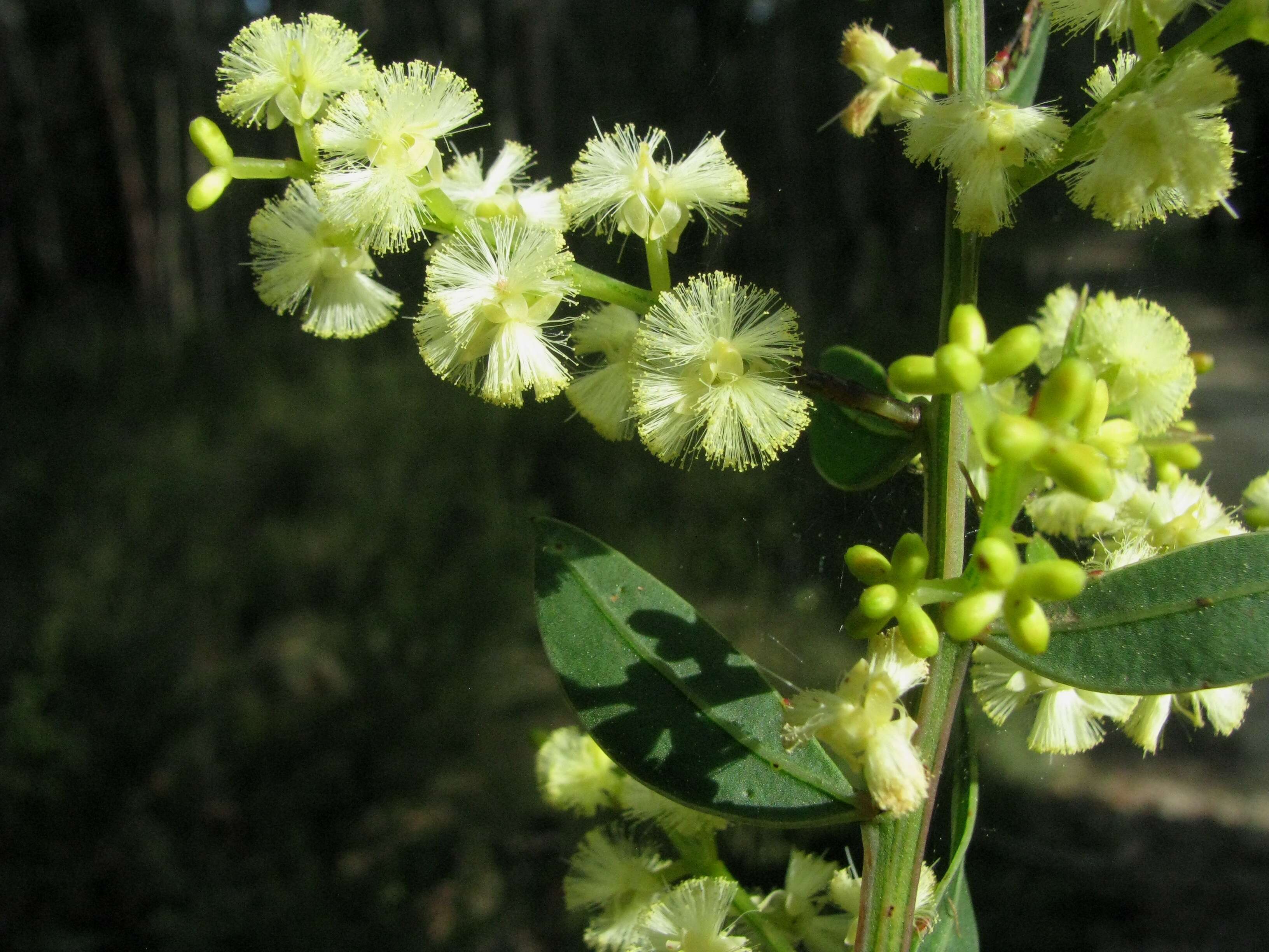 Acacia myrtifolia (Sm.) Willd. resmi