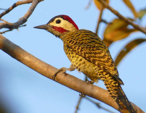 Image of Green-barred Woodpecker