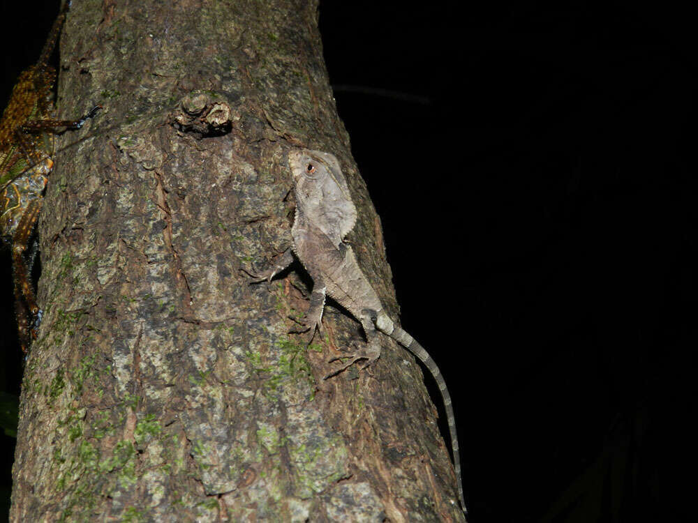 Image of helmet lizards