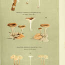 Imagem de Omphalina buccinalis (Batsch) Murrill 1916