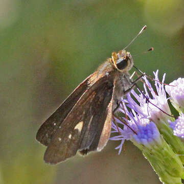 Image of Long-windged Skipper