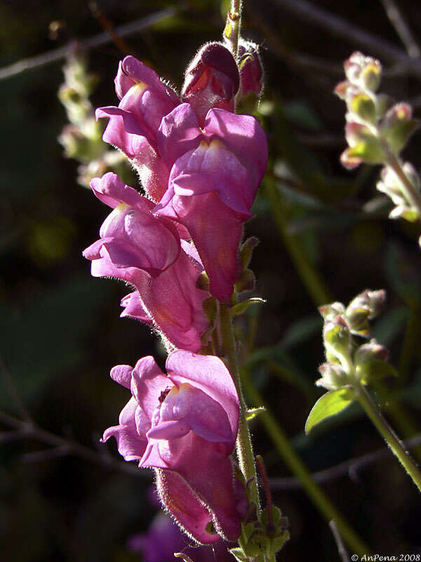 Image of Snap Dragons