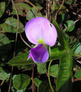 Image of blackeyed pea