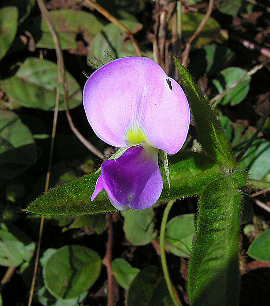 Image of cowpea