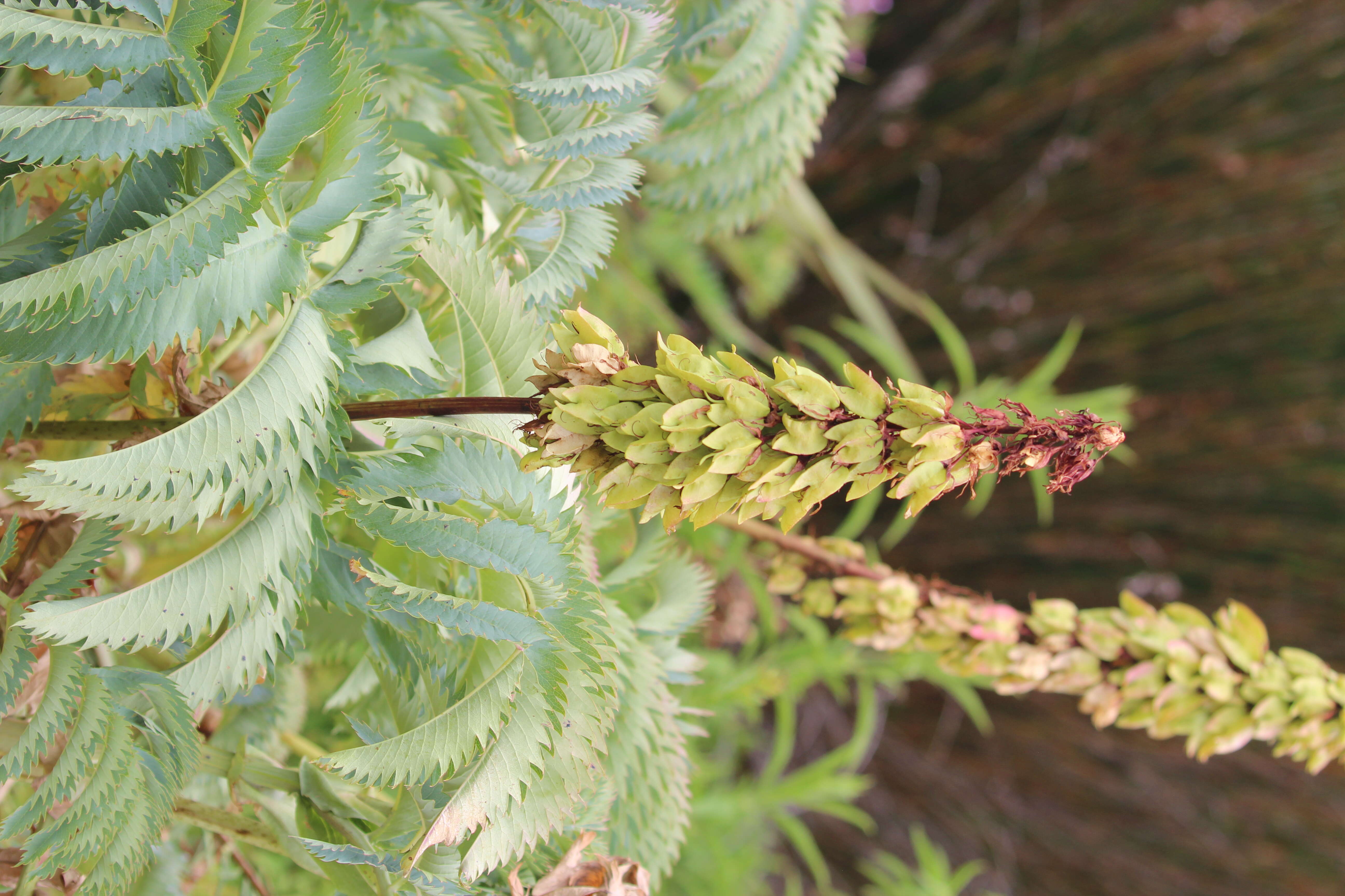 Image de Melianthus major L.