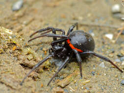 Image of Steatoda