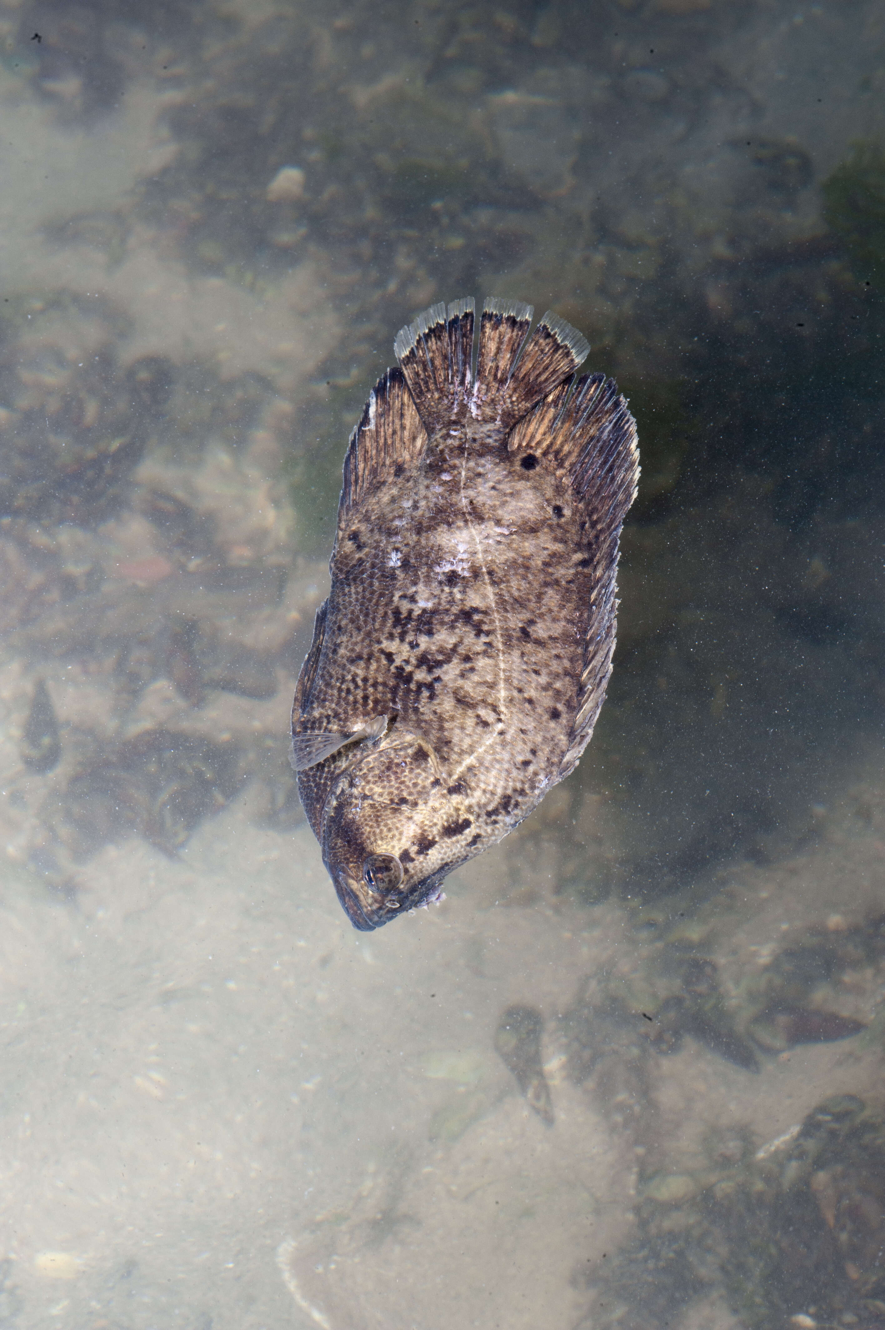 Image of tripletails