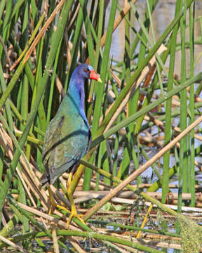 Image of Swamphen