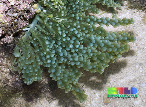 Image of Caulerpa racemosa var. turbinata