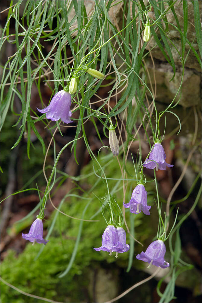 Image of Campanula carnica subsp. carnica