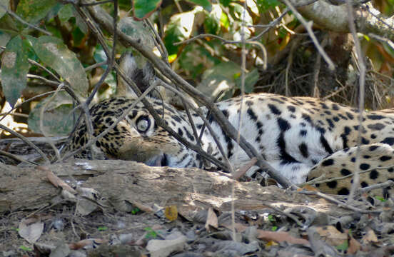 Image of big cats