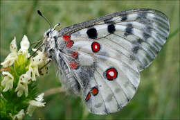 Image of Apollo Butterfly