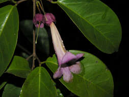 Image of Dolichandra steyermarkii (Sandwith) L. G. Lohmann