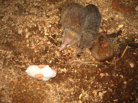 Image of Common Tenrec