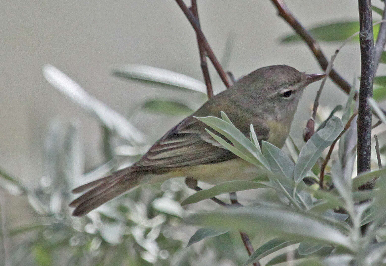 Vireo bellii Audubon 1844 resmi