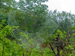 صورة Trichonephila senegalensis (Walckenaer 1841)