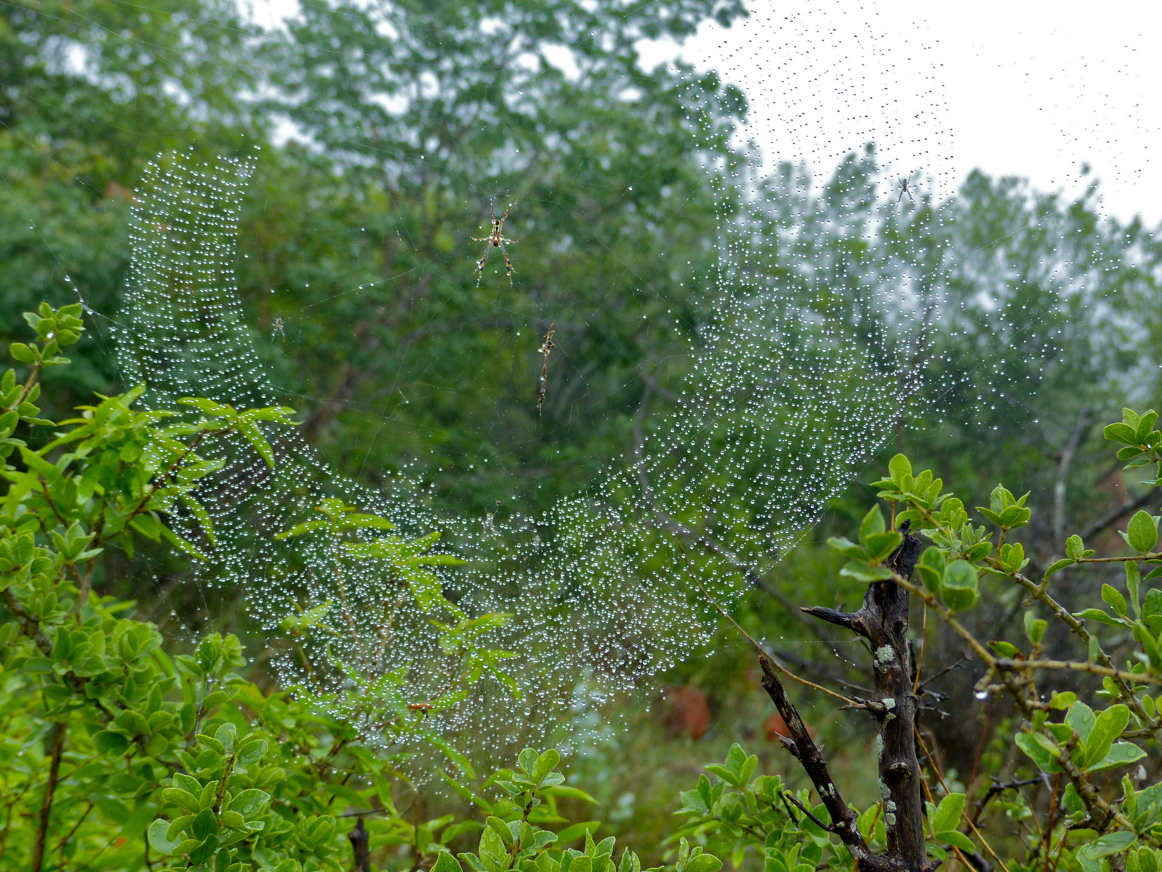 صورة Trichonephila senegalensis (Walckenaer 1841)