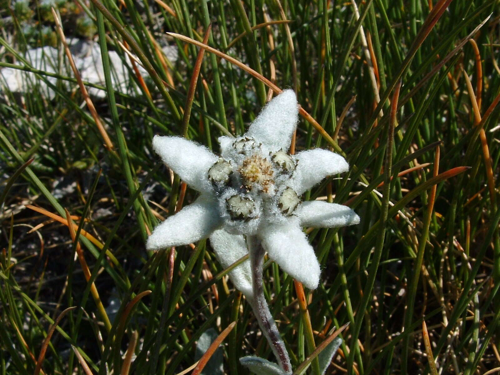 Image of Edelweiss
