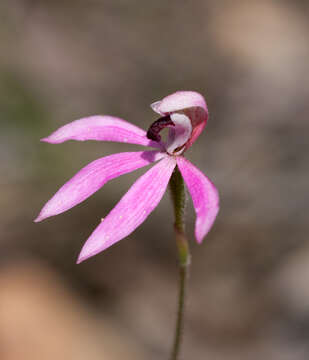 Image of Black-tongue caladenia