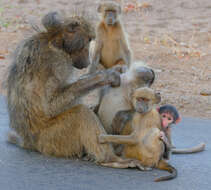 Image de Babouin chacma