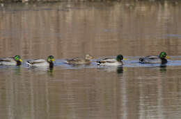 Image de Canard colvert