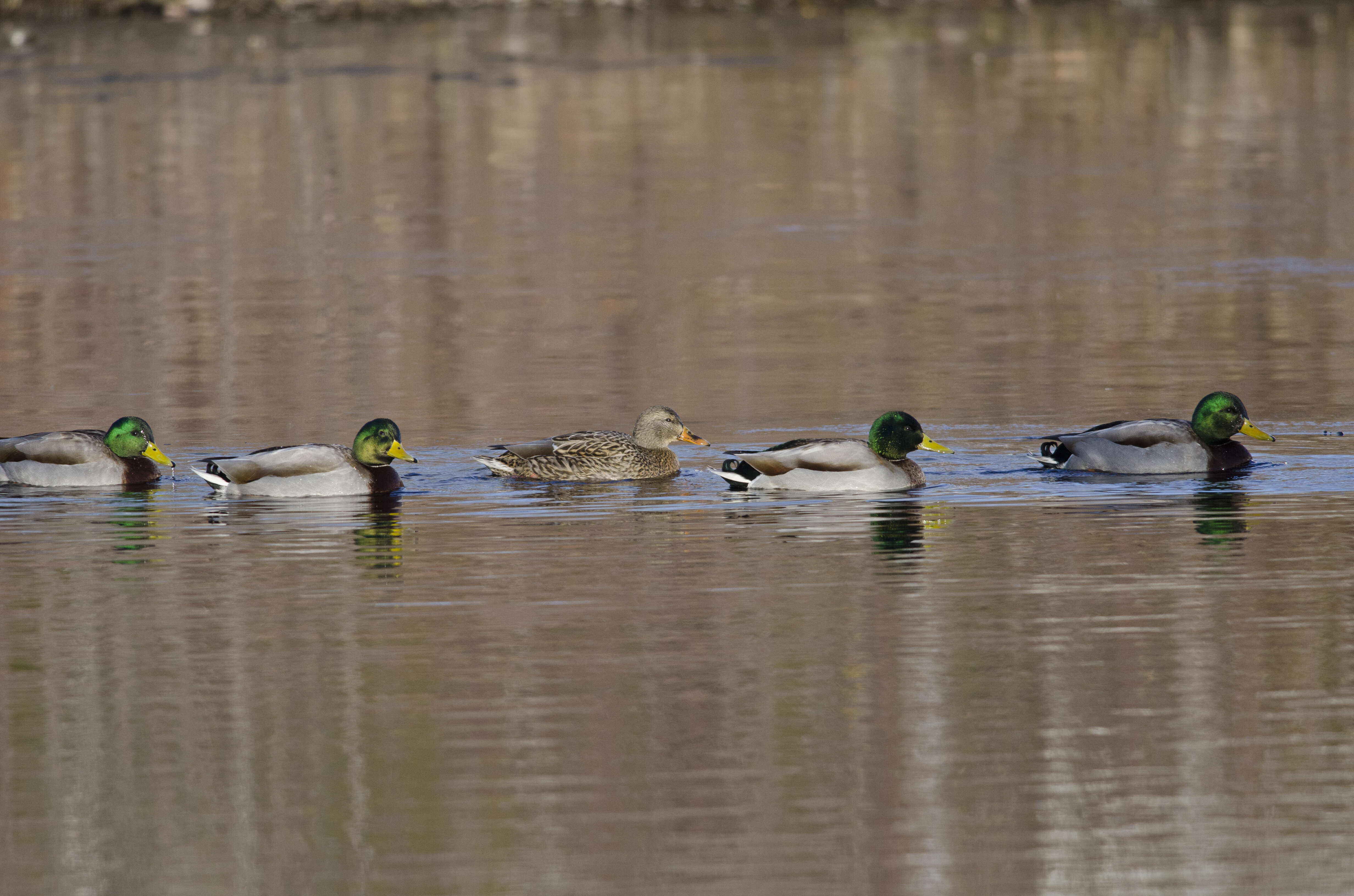 Image de Canard colvert