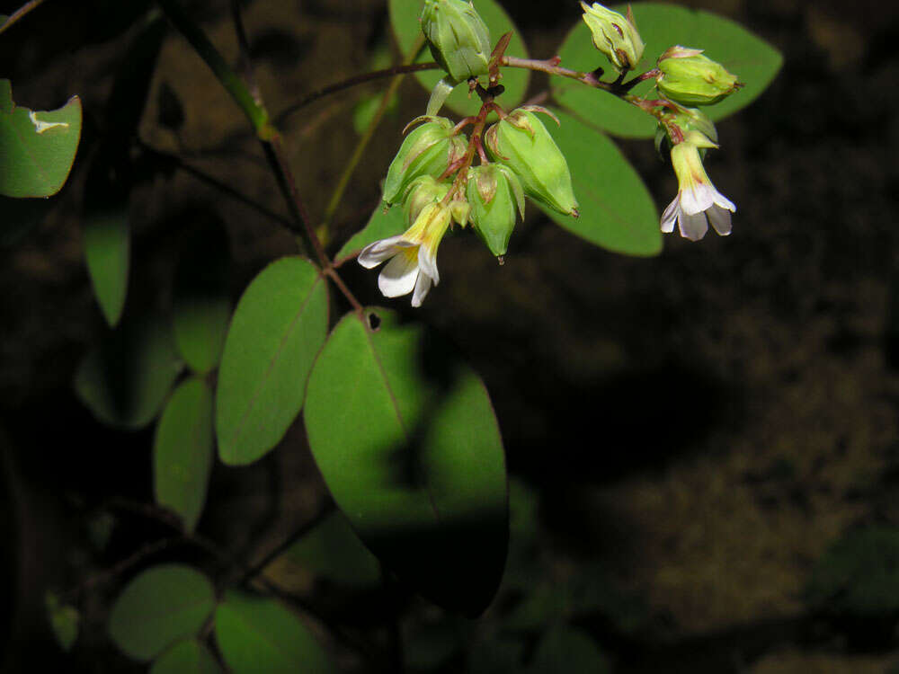 Image of Oxalis microcarpa Benth.