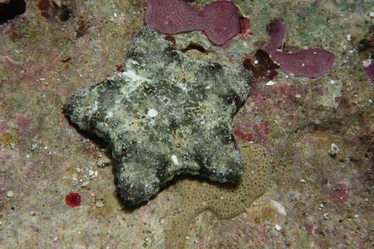 Image of Cushion star