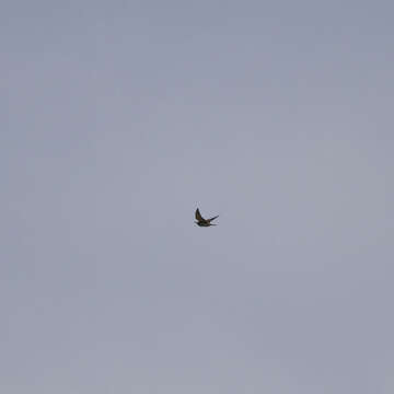 Image of bee-eater, european bee-eater