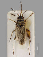 Image of False Chinch Bug