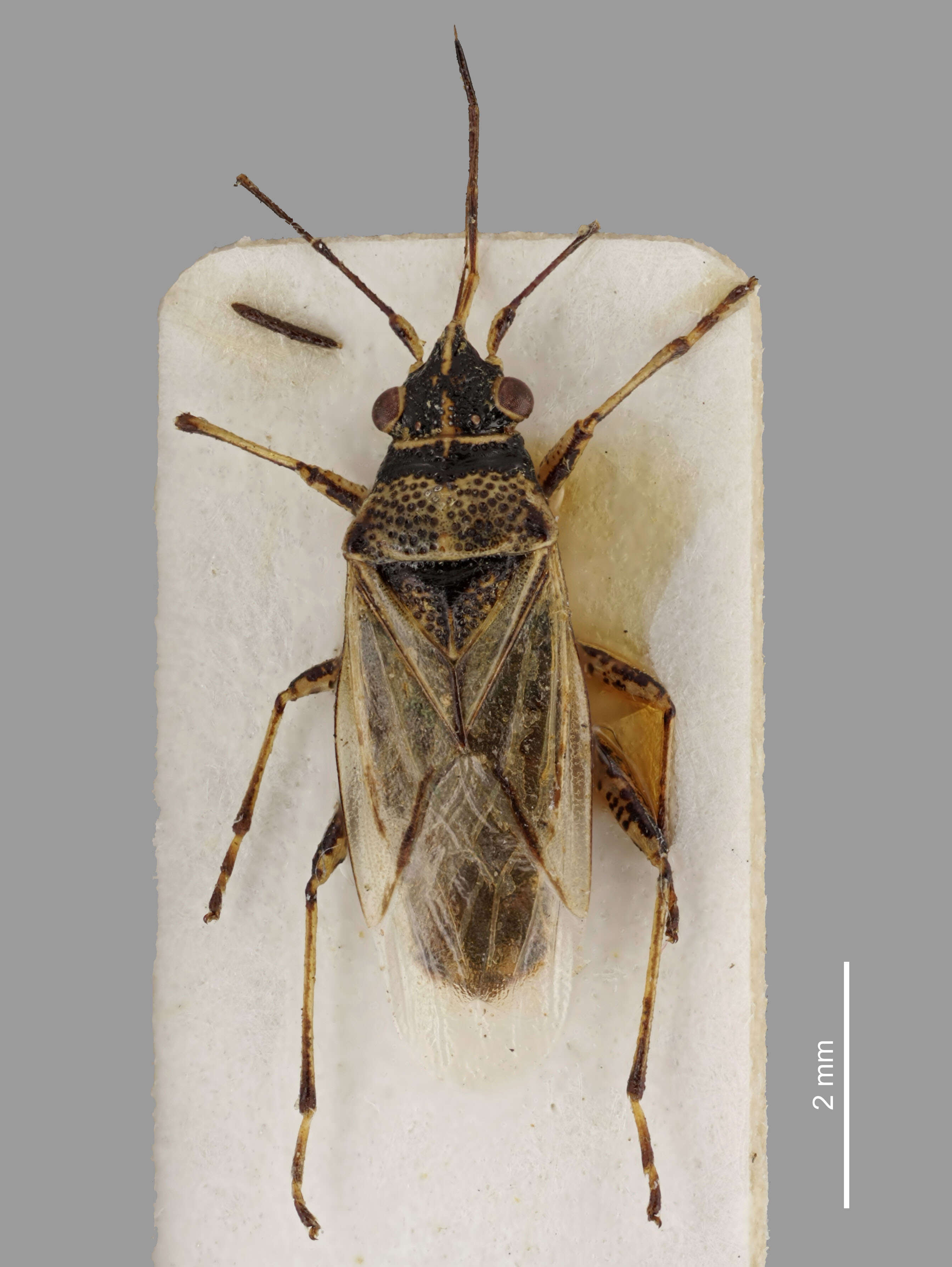 Image of False Chinch Bug