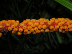 Image of Anthurium friedrichsthalii Schott