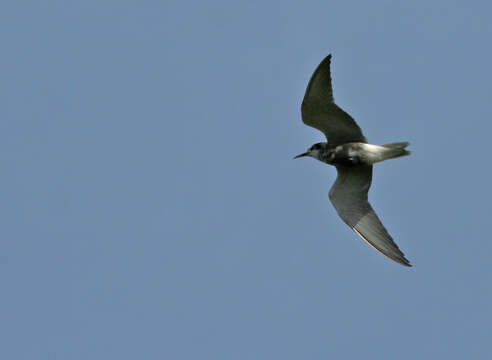 Image of Black Tern