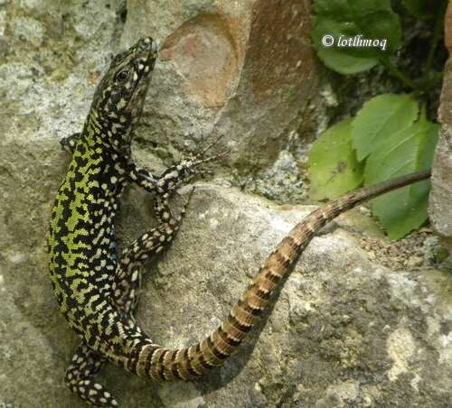 Imagem de Podarcis muralis nigriventris Bonaparte 1838