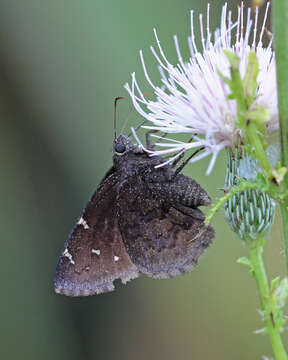 Image of Northern Cloudywing