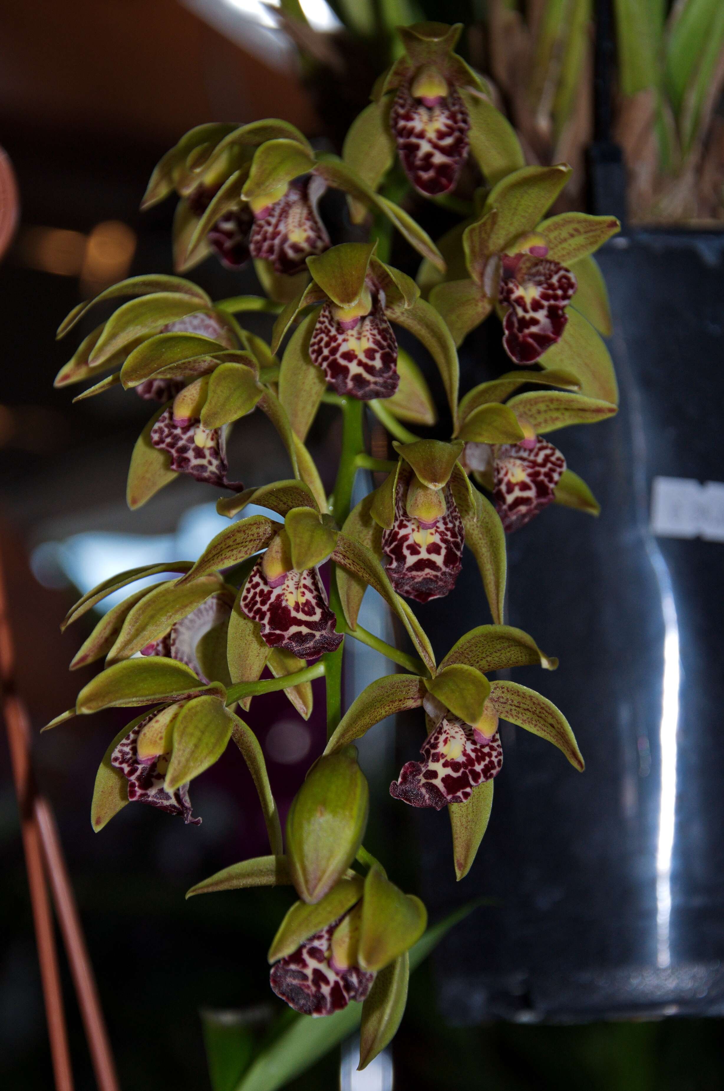 Cymbidium Auburn的圖片