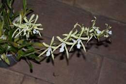 Image of Miltonia flavescens (Lindl.) Lindl.