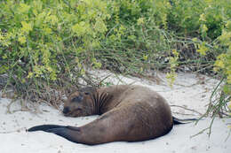 Image of Sea Lion