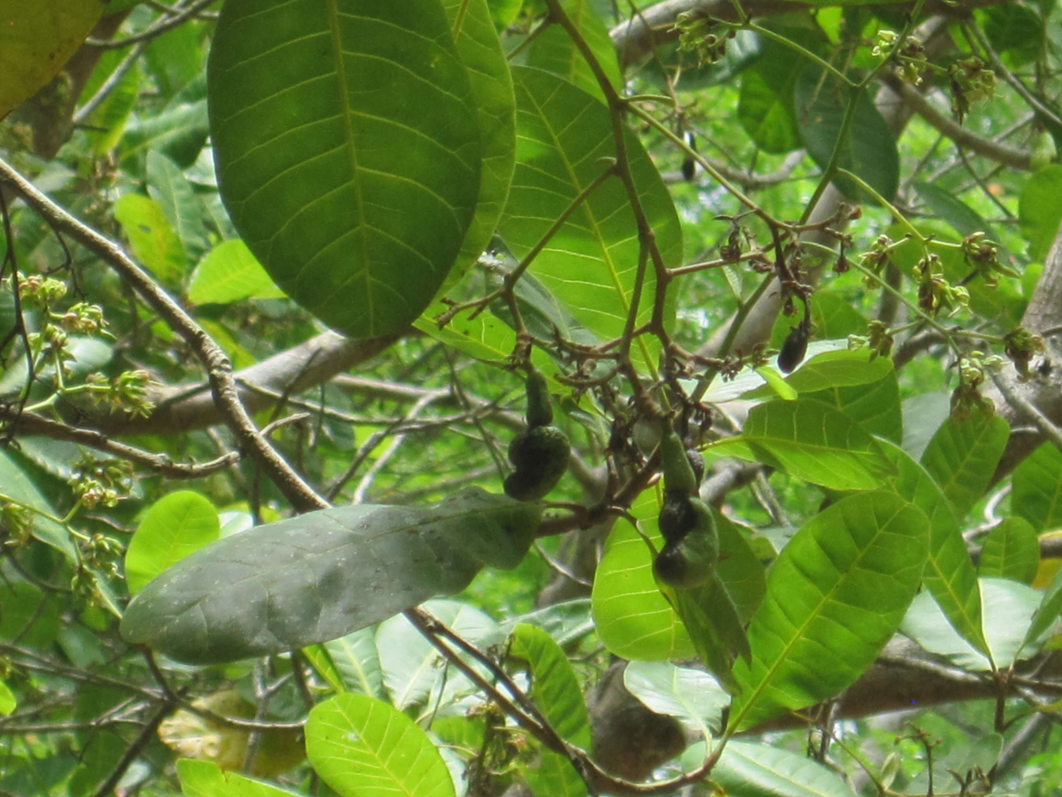 Image of anacardium