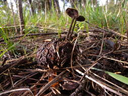 Sivun Auriscalpiaceae kuva