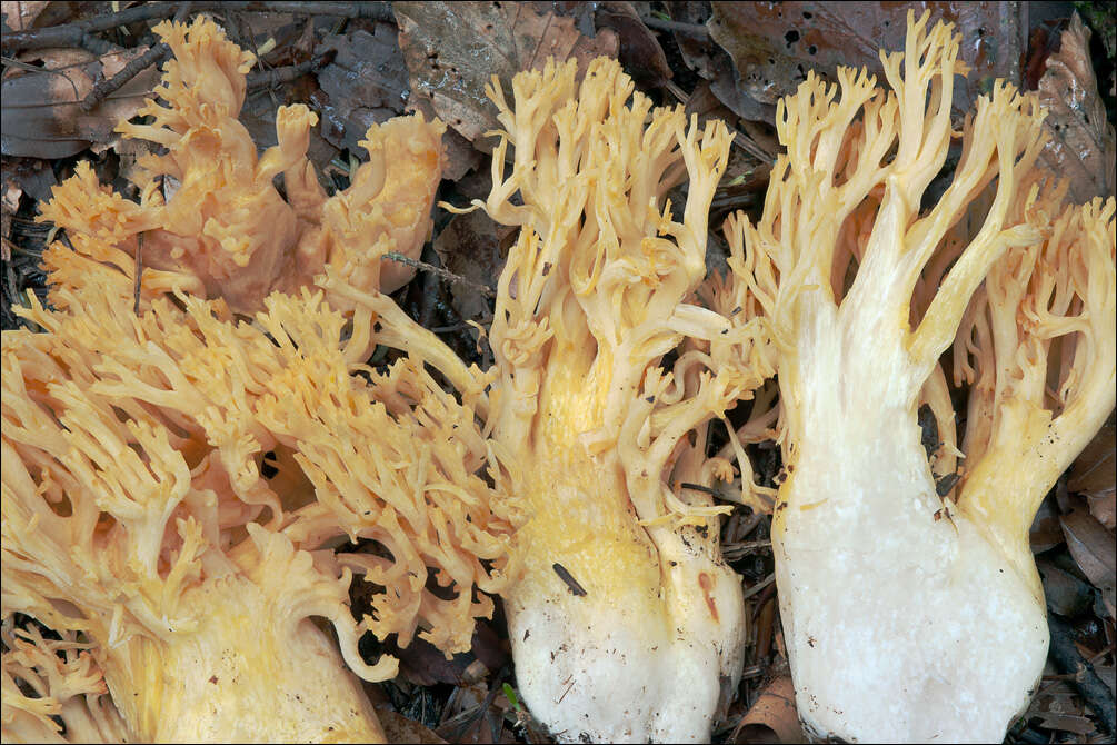 Слика од Ramaria aurea (Schaeff.) Quél. 1888