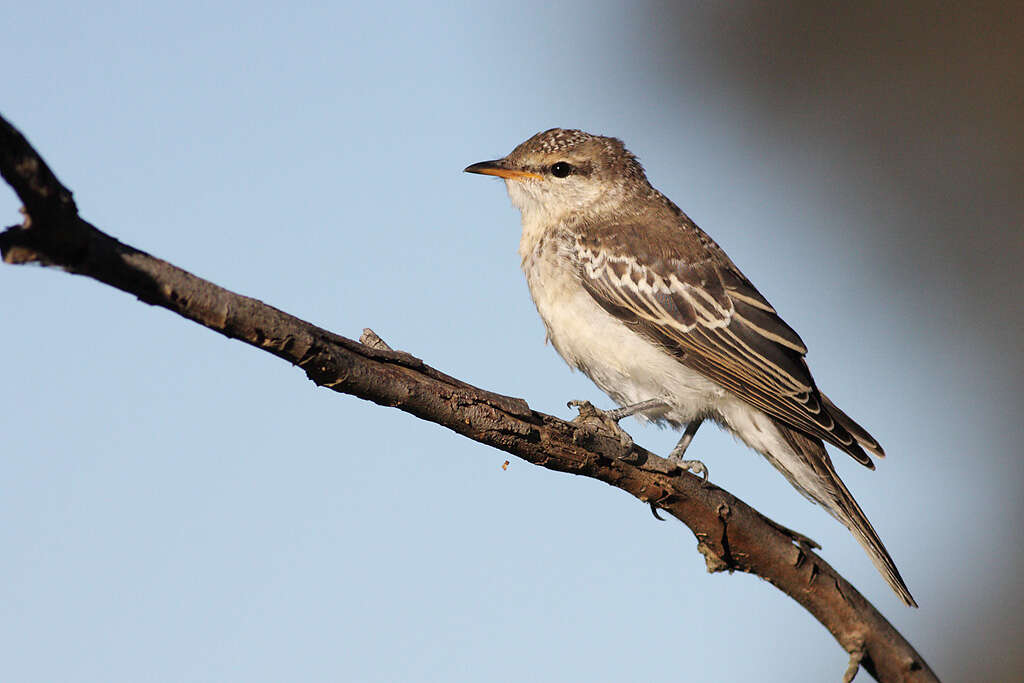 Image of Cuckooshrike