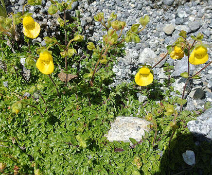 Image of Calceolaria tenella Poepp. & Endl.