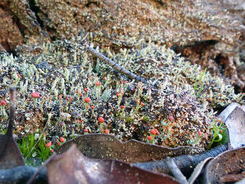 Image of Florke's cup lichen