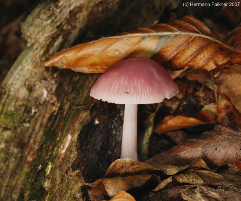 Image of Bonnet Mushroom